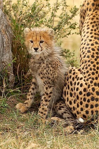 Cheetah cub, 4-5 mmonth old, Masai Mara Game Reserve, Kenya, East Africa Animals Print
